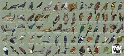 Aves da Amazônia — Alta Floresta MT